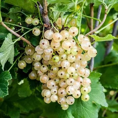 Смородина белая БЕЛАЯ ПОТАПЕНКО  Смородина белая БЕЛАЯ ПОТАПЕНКО в Якутске