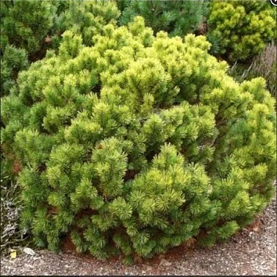 Ель ДАНС ДВАРФ обыкновення в Якутске