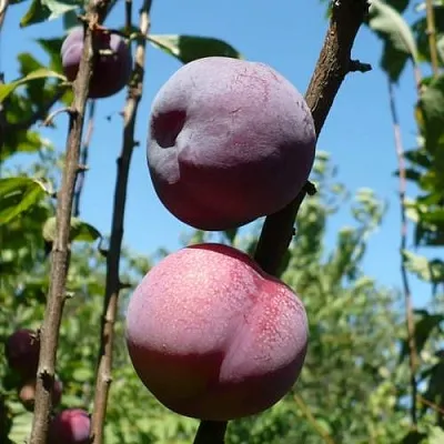 Плумкот ВЕЙ ВОНГ  Плумкот ВЕЙ ВОНГ в Якутске