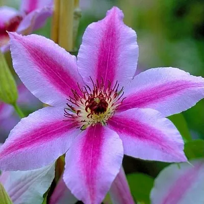 Клематис НЕЛЛИ МОЗЕР в Якутске