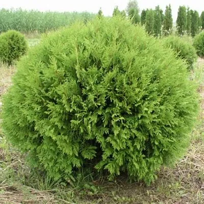 Туя ГЛОБОЗА западная  Туя ГЛОБОЗА западная в Якутске