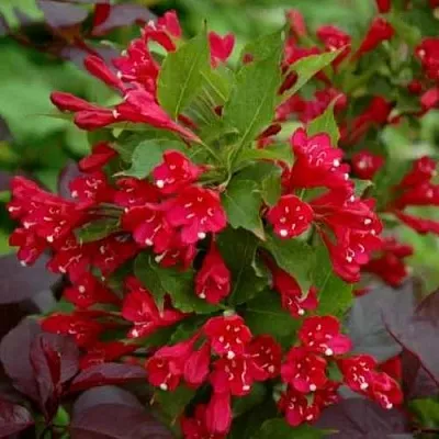 Вейгела РЕД ПРИНЦ в Якутске