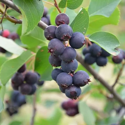 саженцы ирги саженцы ирги