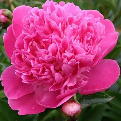 Пион ЭДУЛИС СУПЕРБА травянистый  Пион ЭДУЛИС СУПЕРБА травянистый в Якутске