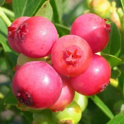 Голубика ПИНК ЛИМОНАД — описание сорта Голубика ПИНК ЛИМОНАД в Якутске