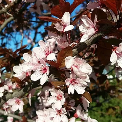 Слива ВУДИ растопыренная  Слива ВУДИ растопыренная в Якутске