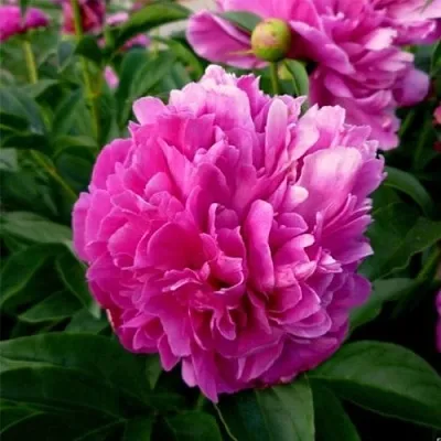 Пион ФЕЛИКС КРАУССЕ травянистый  Пион ФЕЛИКС КРАУССЕ травянистый в Якутске