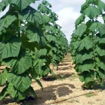 Павлония ПАО ТОГН Z07 — описание сорта Павлония ПАО ТОГН Z07 в Якутске