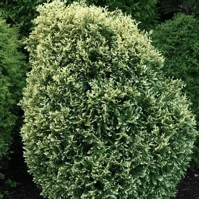 Туя ЛИТОМИШИЛ западная  Туя ЛИТОМИШИЛ западная в Якутске