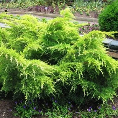 Можжевельник ГОЛД КОСТ средний в Якутске