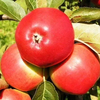 Яблоня СЯБРЫНА  Яблоня СЯБРЫНА в Якутске