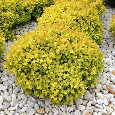 Барбарис БОНАНЗА ГОЛД тунберга  Барбарис БОНАНЗА ГОЛД тунберга в Якутске