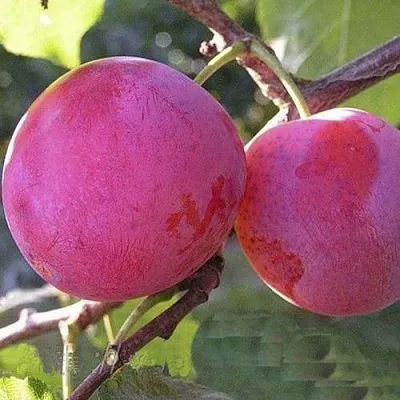 Слива ДЕЛИКАТНАЯ  Слива ДЕЛИКАТНАЯ в Якутске