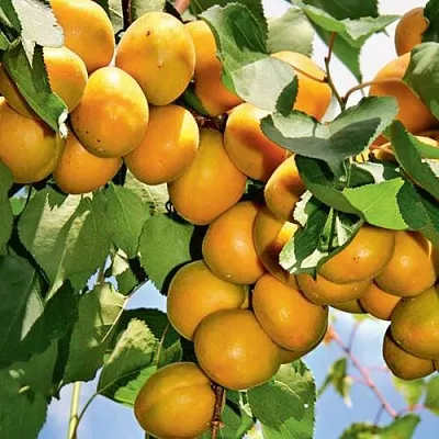 Абрикос БРЯНСКИЙ РАННИЙ в Якутске