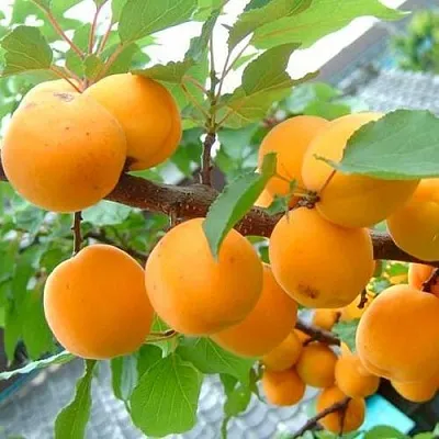 Абрикос ОРИГИНАЛ в Якутске