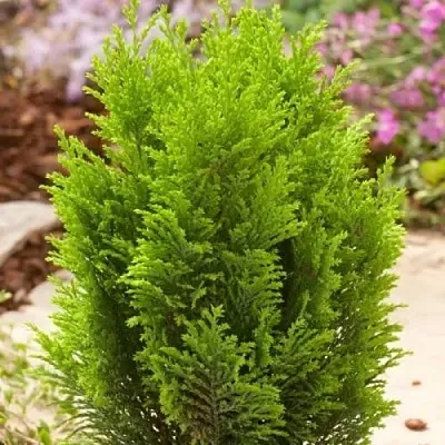 Кипарисовик ЭЛВУДИ ГОЛД лавсона в Якутске