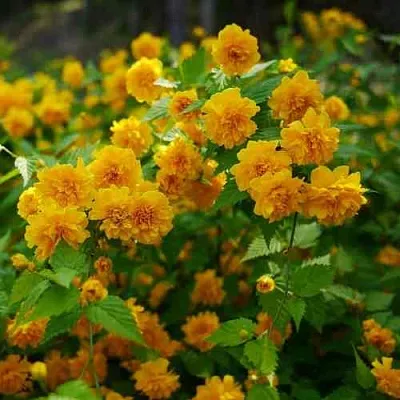 Керрия японская ПЛЕНИФЛОРА  Керрия японская ПЛЕНИФЛОРА в Якутске