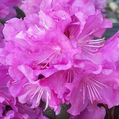 Рододендрон П.Ж.М. ЭЛИТ  Рододендрон П.Ж.М. ЭЛИТ в Якутске