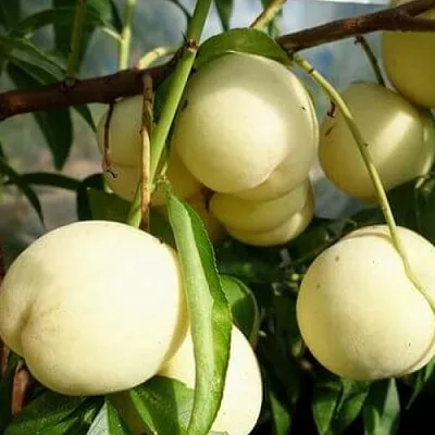 Персик АЙС ПИЧ в Якутске