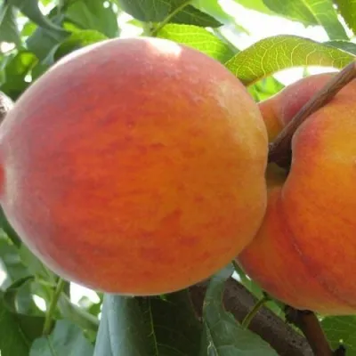 Персик СОЧНЫЙ — описание сорта Персик СОЧНЫЙ в Якутске