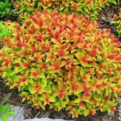 Спирея ГОЛДФЛЕЙМ в Якутске