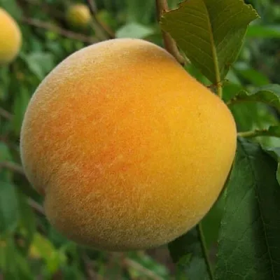 Персик ДОНЕЦКИЙ ЖЁЛТЫЙ