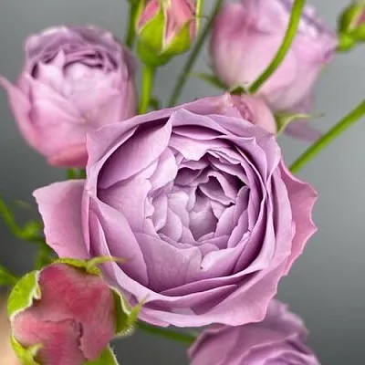 Саженцы роз ЛАВЕНДЕР БАБЛС спрей  Саженцы роз ЛАВЕНДЕР БАБЛС спрей в Якутске