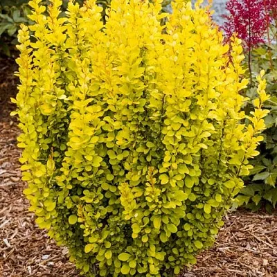 Барбарис ГОЛДЕН ТОРЧ тунберга  Барбарис ГОЛДЕН ТОРЧ тунберга в Якутске