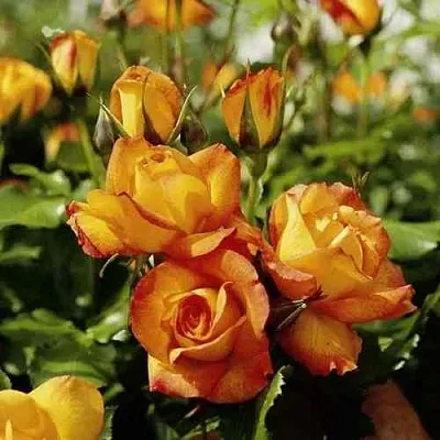 Саженцы роз САХАРА плетистая  Саженцы роз САХАРА плетистая в Якутске