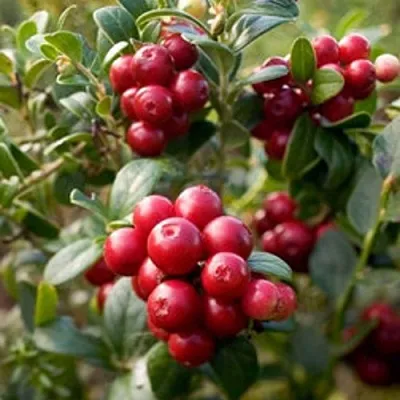 Клюква ХОЛЬШТАЙН  Клюква ХОЛЬШТАЙН в Якутске