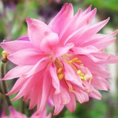 Аквилегия БАРЛОУ ПИНК гибрид МакКаны — описание сорта Аквилегия БАРЛОУ ПИНК гибрид МакКаны в Якутске