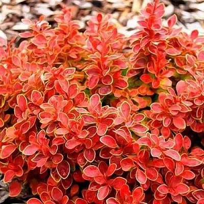 Барбарис КОРАЛ тунберга  Барбарис КОРАЛ тунберга в Якутске