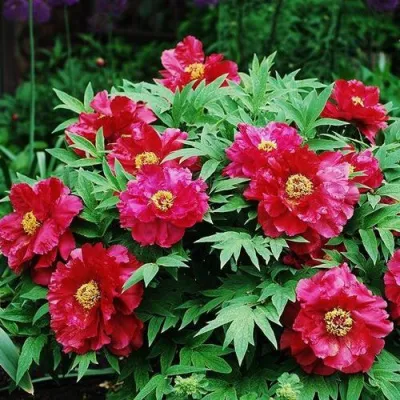 Пион КРАСНЫЙ ЛОТОС древовидный в Якутске