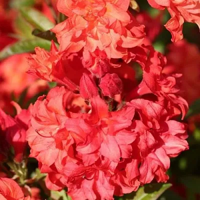 Азалия ФОЙЕРКОПФЕН крупноцветковая  Азалия ФОЙЕРКОПФЕН крупноцветковая в Якутске