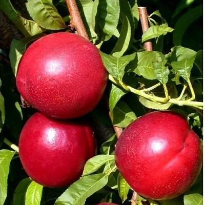 Нектарин ХАРКО в Якутске