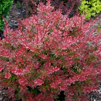 Барбарис ГОЛДЕН РИНГ тунберга  Барбарис ГОЛДЕН РИНГ тунберга в Якутске