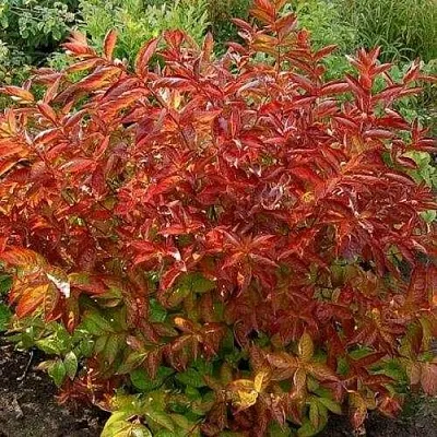 Вейгела ОГНЕННЫЕ КРЫЛЬЯ  Вейгела ОГНЕННЫЕ КРЫЛЬЯ в Якутске