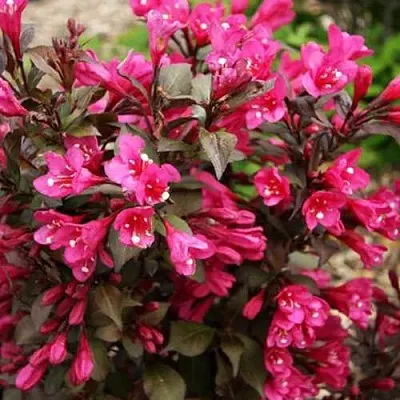 Вейгела БЛЭК РУБИ  Вейгела БЛЭК РУБИ в Якутске