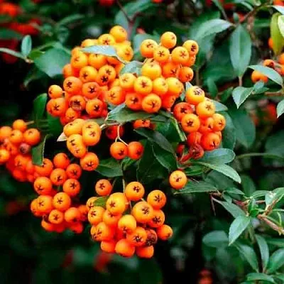 Пираканта ОРАНЖ ГЛОУ  Пираканта ОРАНЖ ГЛОУ в Якутске