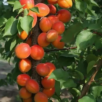 Абрикос ЗВЕЗДНЫЙ колонновидный в Якутске