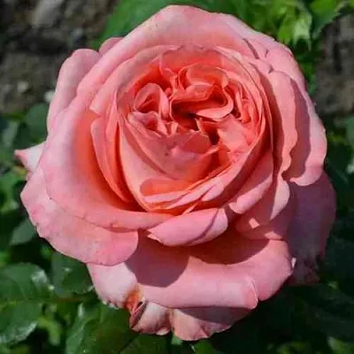 Саженцы роз ЛОНДОН АЙ чайно-гибридная  Саженцы роз ЛОНДОН АЙ чайно-гибридная в Якутске