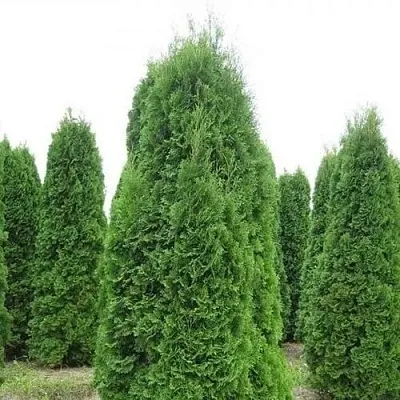Туя КОЛУМНА западная  Туя КОЛУМНА западная в Якутске