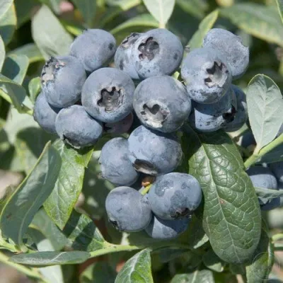 Голубика БРИГИТТА — описание сорта Голубика БРИГИТТА в Якутске