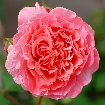 Саженцы роз ЛОРАН КАБРОЛЬ шраб  Саженцы роз ЛОРАН КАБРОЛЬ шраб в Якутске