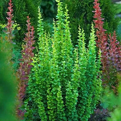 Барбарис ЭРЕКТА тунберга  Барбарис ЭРЕКТА тунберга в Якутске