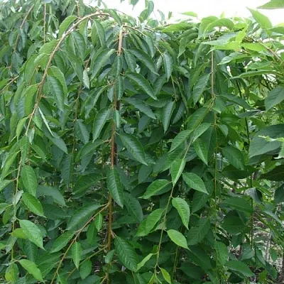 Черешня ПЕНДУЛА декоративная  Черешня ПЕНДУЛА декоративная в Якутске