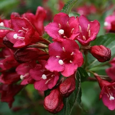 Вейгела ЕВА РАТКЕ в Якутске