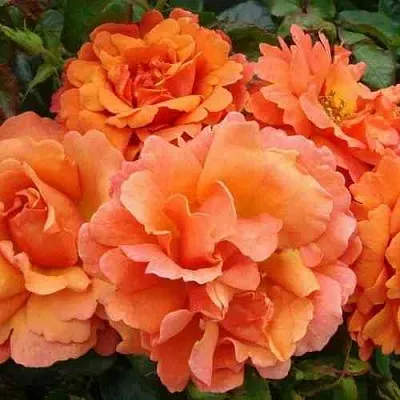 Саженцы роз БРИДЖ ОФ САЙЗ плетистая  Саженцы роз БРИДЖ ОФ САЙЗ плетистая в Якутске