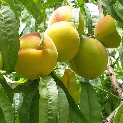 Персик СЕЯНЕЦ СТАРКА в Якутске