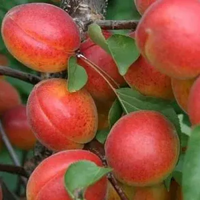 Абрикос НЬЮ-ДЖЕРСИ в Якутске